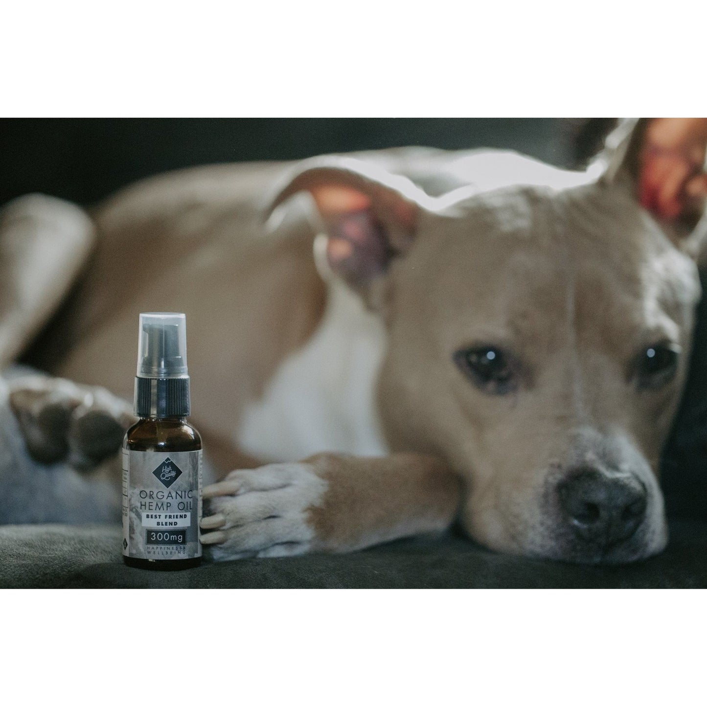 High Quality 300mg Best Friend Blend CBD Pet Tincture