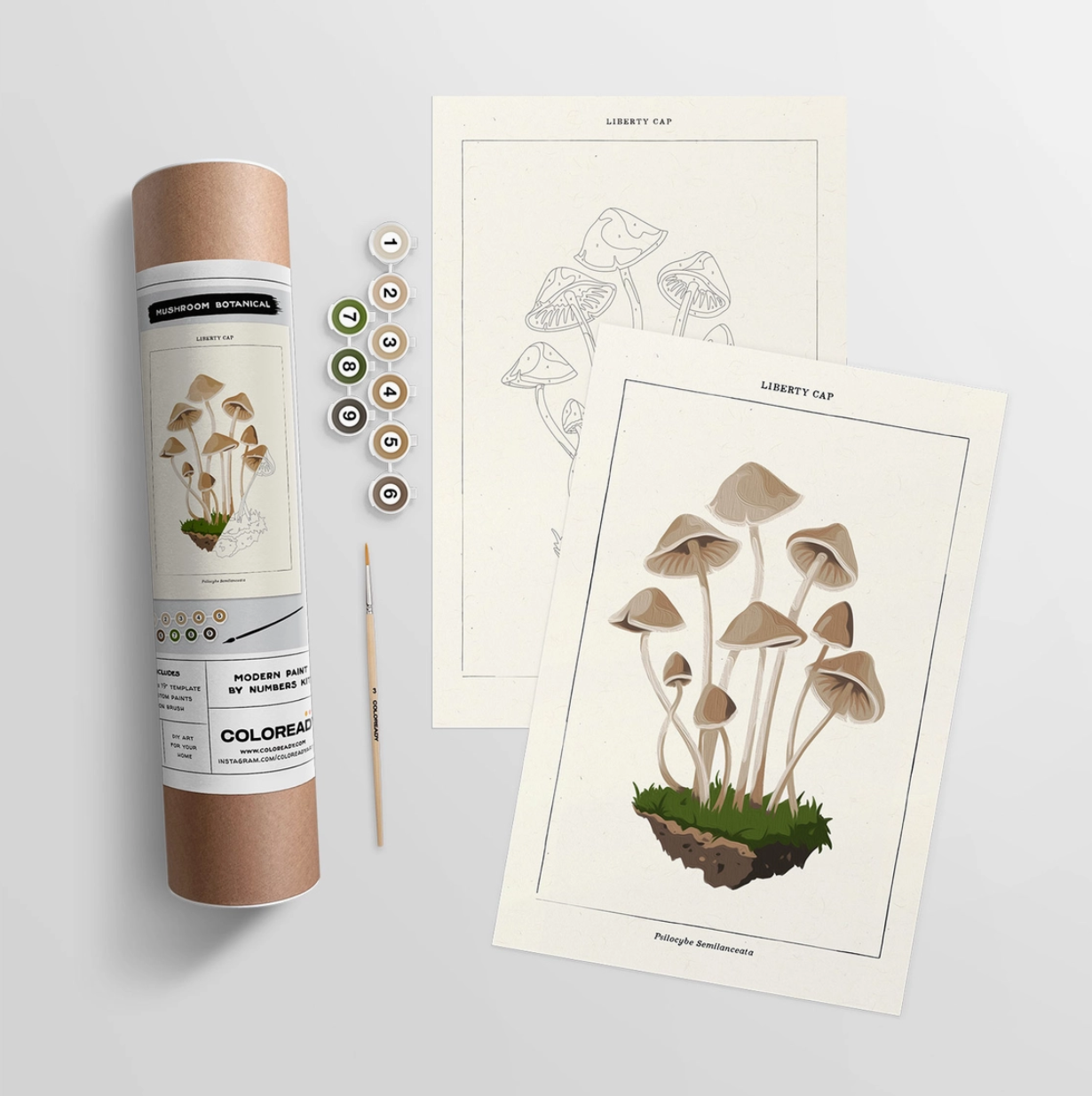 Paint by Numbers Kits - Coloready
